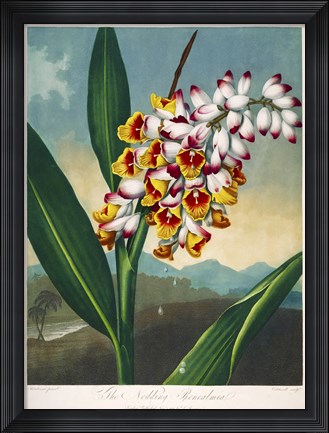 Framed Nodding Renealmia Print