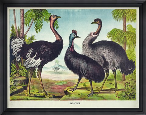 Framed Ostrich Print
