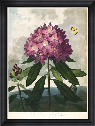 Framed Pontic Rhododendron Print
