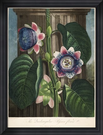 Framed Quadrangular Passion-Flower Print