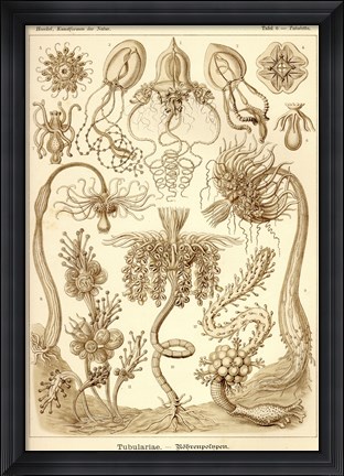 Framed Tubulariae - Scheiben-Strahlinge - Heliodiscus Print