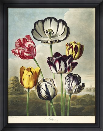 Framed Tulips from the The Temple of Flora Print