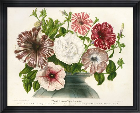 Framed Varietes Nouvelles de Petunias Print