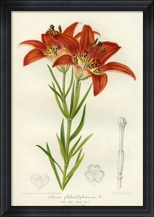 Framed Western Red Lily Print