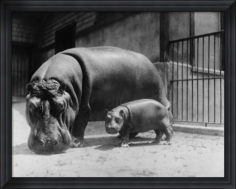 Framed Adult and Baby Hippopotamus Print