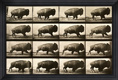 Framed Buffalo Running, Animal Locomotion Plate 700 Print