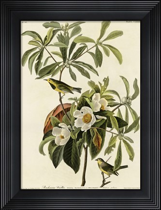 Framed Bachmans Warbler Print