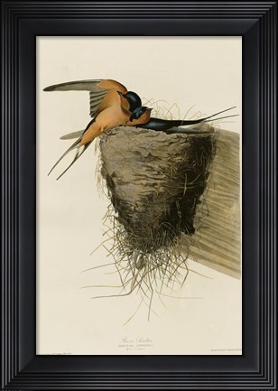 Framed Barn Swallow Print