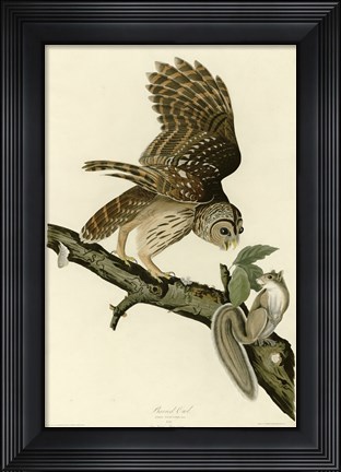 Framed Barred Owl Print