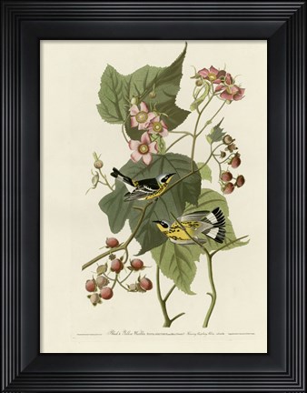 Framed Black And Yellow Warblers Print