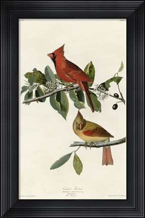 Framed Cardinal Grosbeak Print
