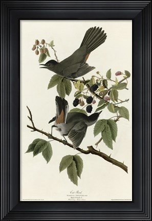 Framed Catbird Print
