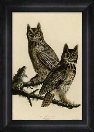 Framed Great Horned Owl Print