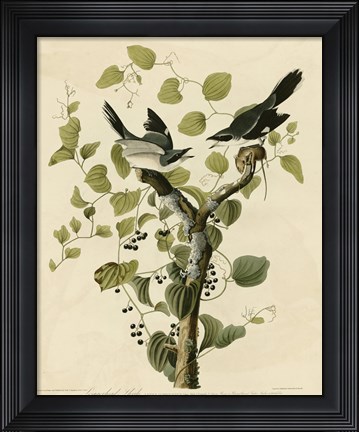 Framed Loggerhead Shrike Print