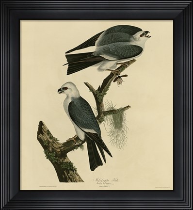 Framed Mississippi Kite Print