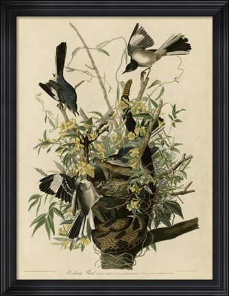 Framed Mocking Bird Print