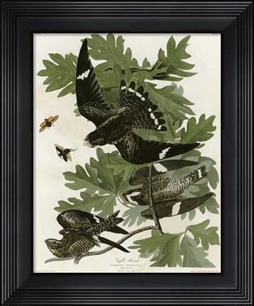 Framed Night Hawk Print