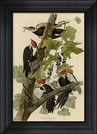 Framed Pileated Woodpecker Print