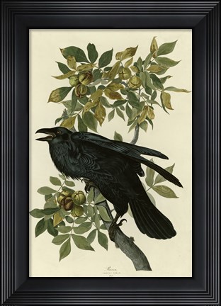 Framed Raven Print
