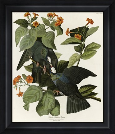 Framed White Crowned Pigeon Print
