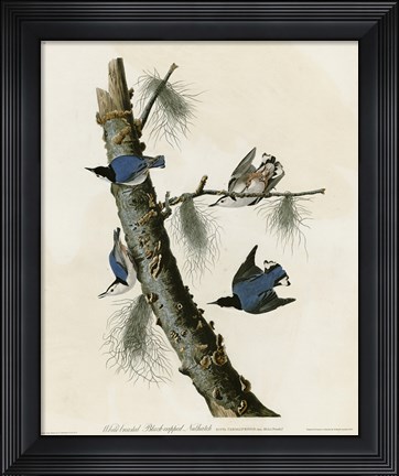 Framed Whitebreasted Black Capped Nuthatch Print