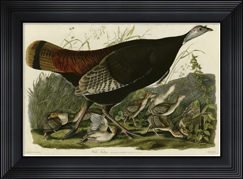 Framed Wild Turkey Print