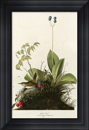 Framed Wood Wren Print