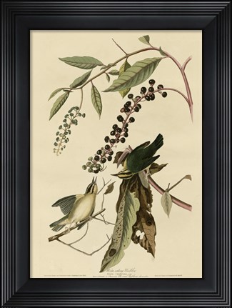 Framed Worm Eating Warbler Print