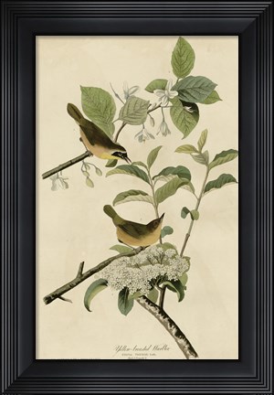 Framed Yellowbreasted Warbler Print