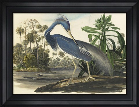 Framed Blue Heron Print