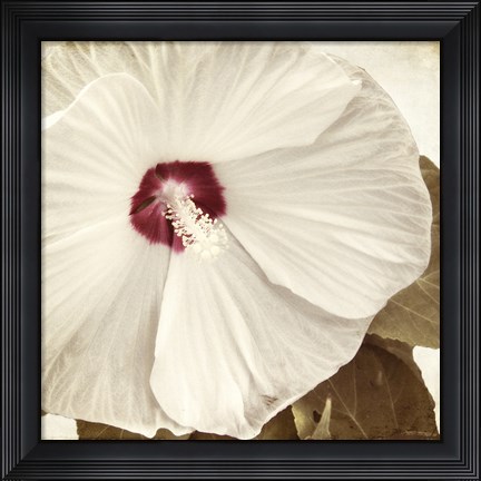 Framed Alabaster Hibiscus Print