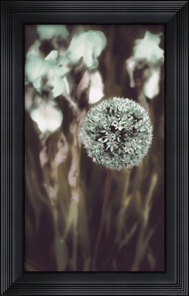 Framed Allium Mint Print