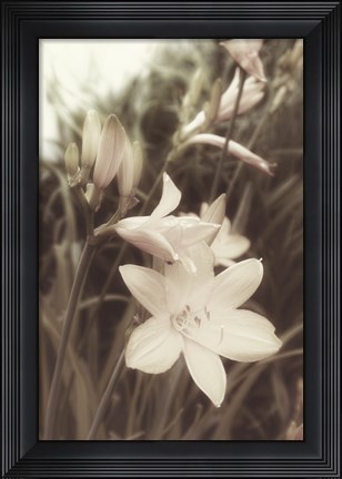 Framed Day Lillies Print
