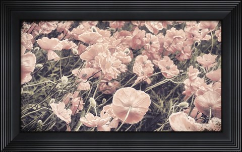 Framed Ginger Poppies Print