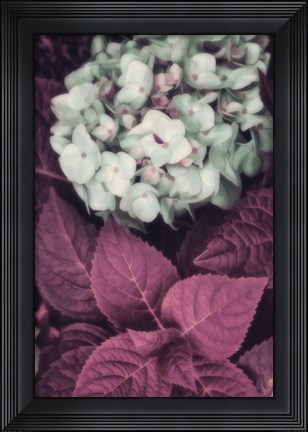 Framed Hydrangea Print