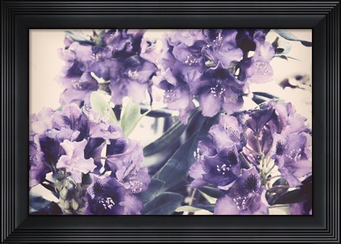 Framed Violet Remembers Print