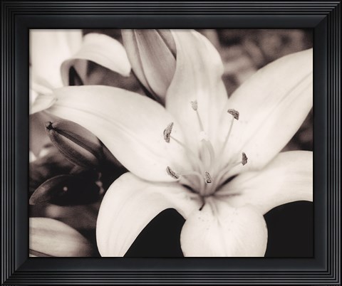 Framed White Stargazer Print