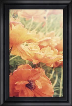 Framed Yesterdays Poppies Print