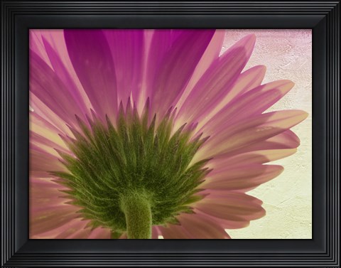 Framed pink daisy Print