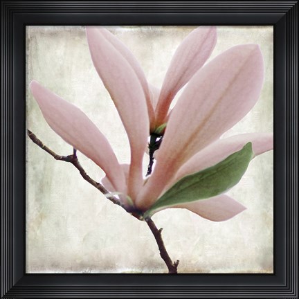 Framed Petal Purity III Print