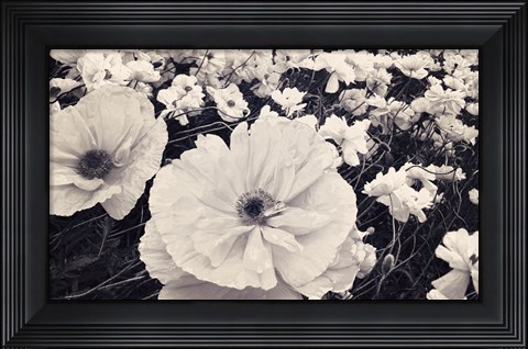 Framed White Poppy Field Print