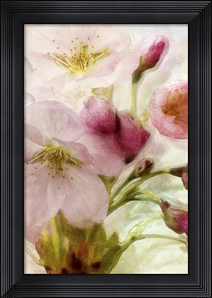 Framed Pink Cherry Blossom Print