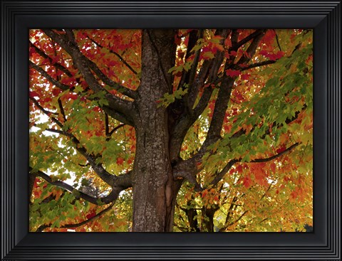Framed New England Autumn I Print