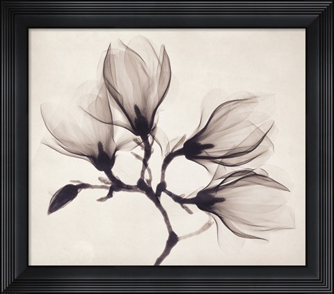 Framed Whisper Magnolia Print