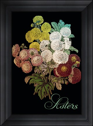 Framed Asters Print