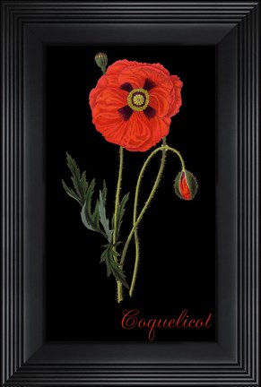Framed Coquelicot Print