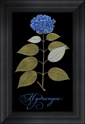 Framed Hydrangea Print