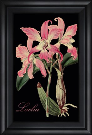 Framed Laelia Print