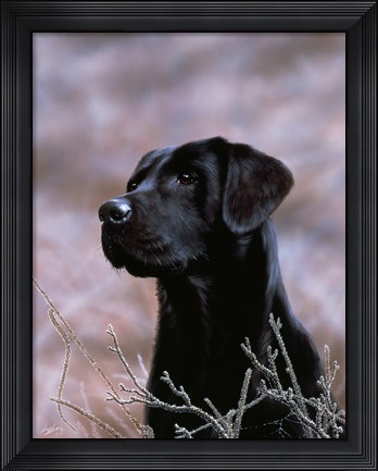 Framed Black Lab Print