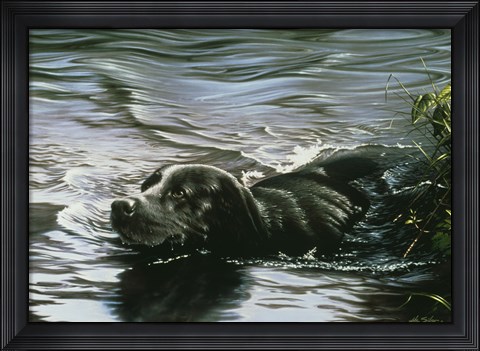 Framed Black Lab Swimming Print